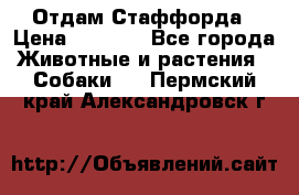 Отдам Стаффорда › Цена ­ 2 000 - Все города Животные и растения » Собаки   . Пермский край,Александровск г.